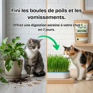 L'herbe d'orge naturelle pour chats