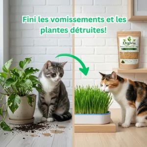 Herbe d’orge pour chats