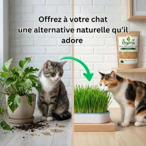 Herbe d'orge naturelle pour chats 🐱